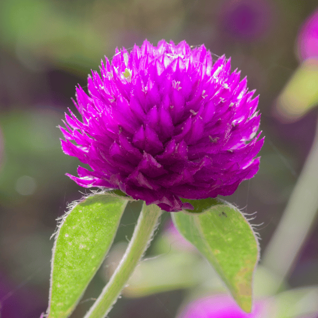 Gomphrena Flower Seeds (Pack Of - 100 Seeds)