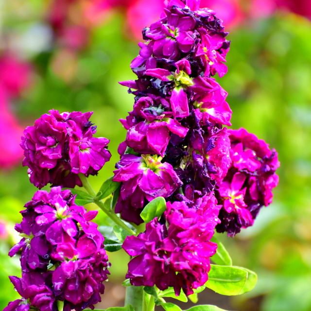 Stock /Matthiola Flower Seed (Pack Of - 10 Seeds)