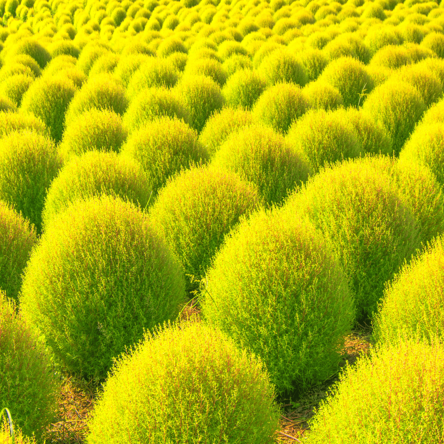 Kochia Bush Mix Seeds (Pack Of - 100 Seeds)