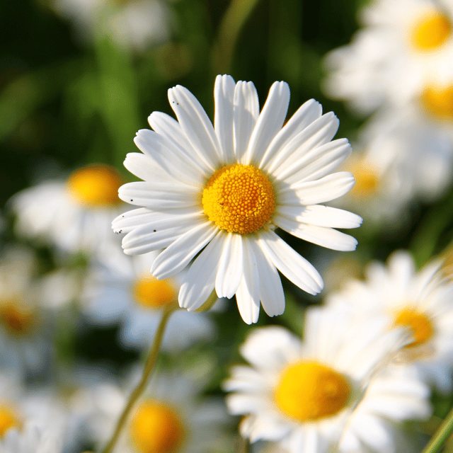 Daisy Flower Seed (Pack Of -100Seeds)