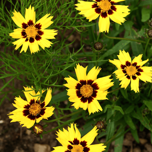 Coreopsis Flower Seed(Pack Of -50 Seeds)