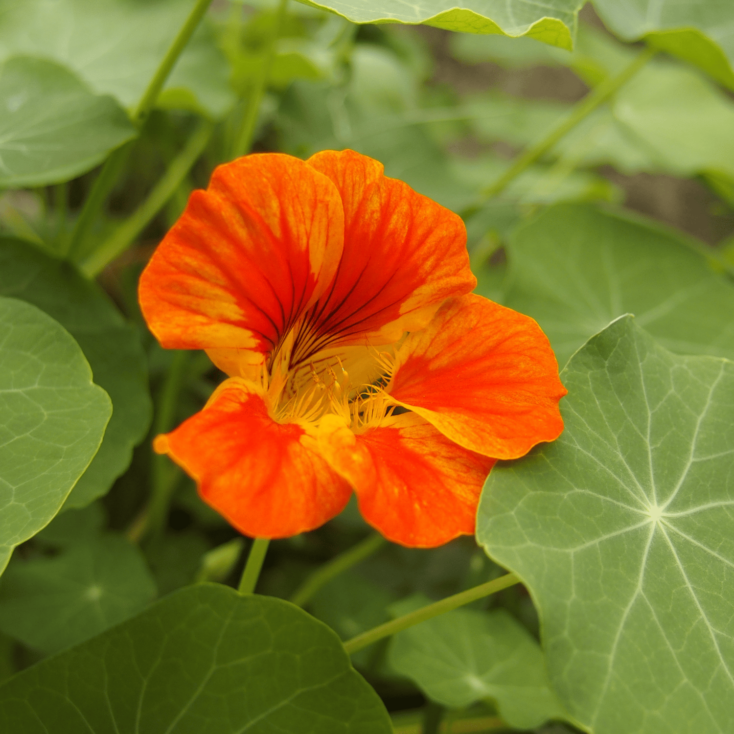 Nasturtium / Tropaeolum (Mix) Flower Seed(Pack Of - 5 Seeds)