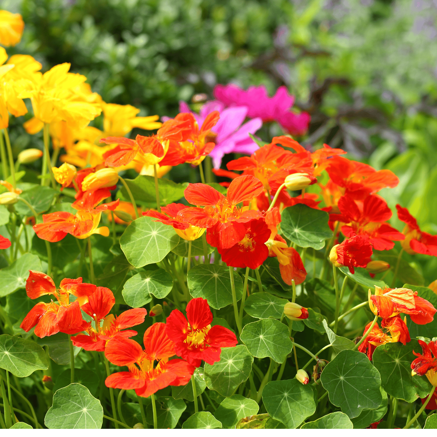 Nasturtium / Tropaeolum (Mix) Flower Seed(Pack Of - 25 Seeds)