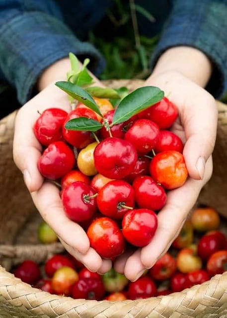 Barbados Cherry Fruit Plant & Tree (Grafted)