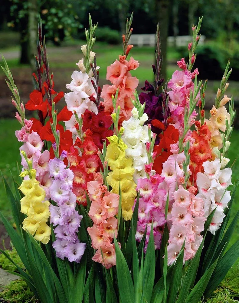 Gladiolus Flower Bulbs (Pack of 10)