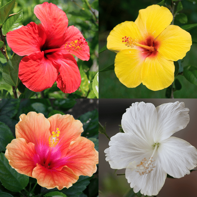 Pune Variety Hibiscus Plant (Any Colour) - Pack of 4