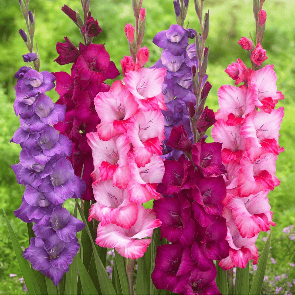 Gladiolus Flower Bulbs (Pack of 10)