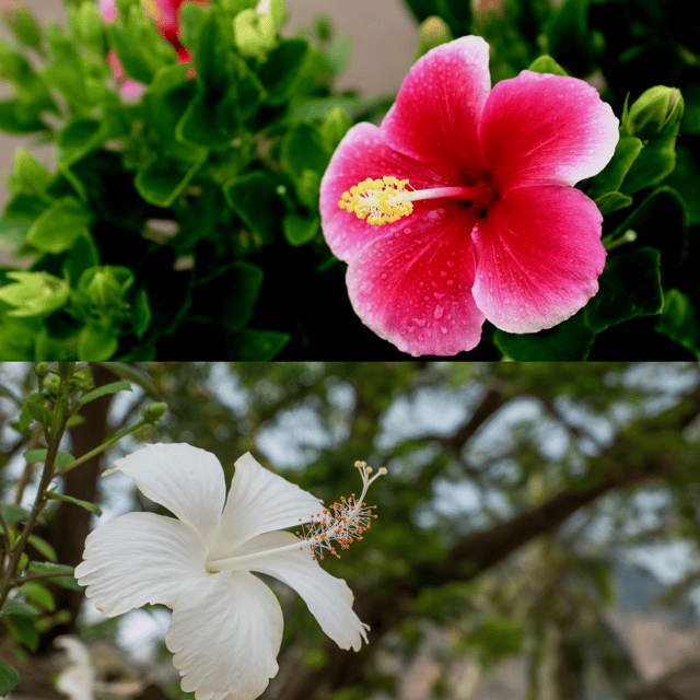 Hibiscus Flower Plant (Any Colour) - Pack of 2