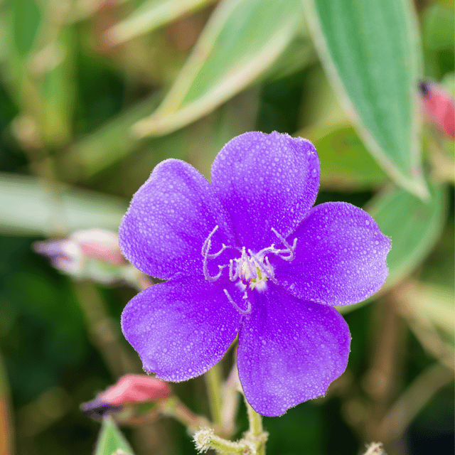 Begum Bahar Flower Plant - Tibouchina Urvilleana