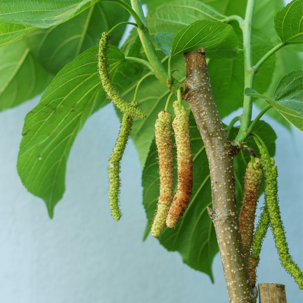 Brazilian Long Mulberry / Shahtoot Fruit Plant & Tree