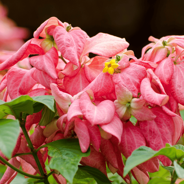 Mussaenda (Pink) - Flower Plant