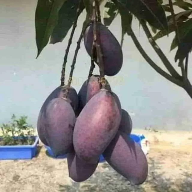 Black Kasturi Mango live Fruit Tree -(Grafted)