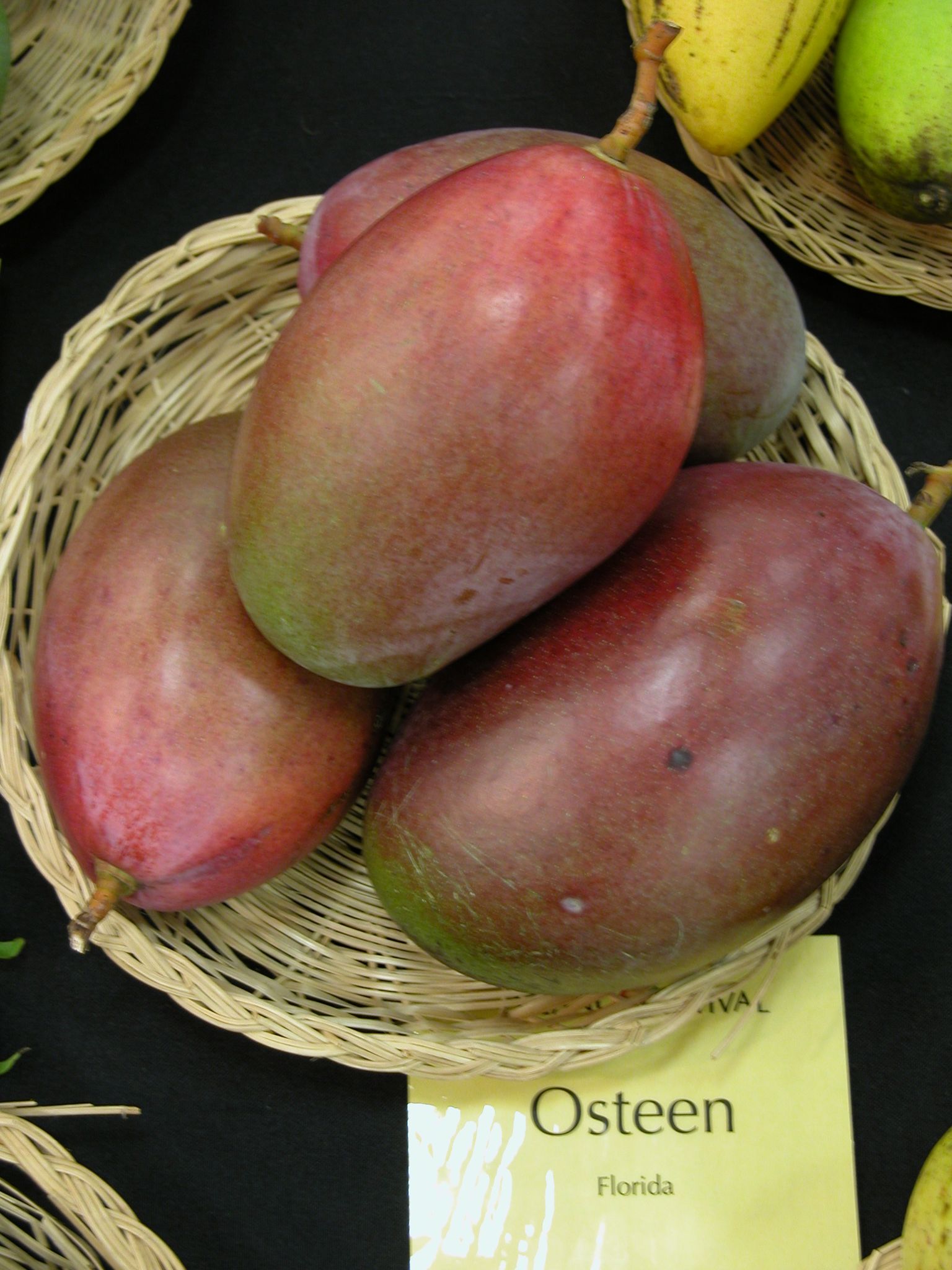 Austin/ Osteen Mango Fruit Plant