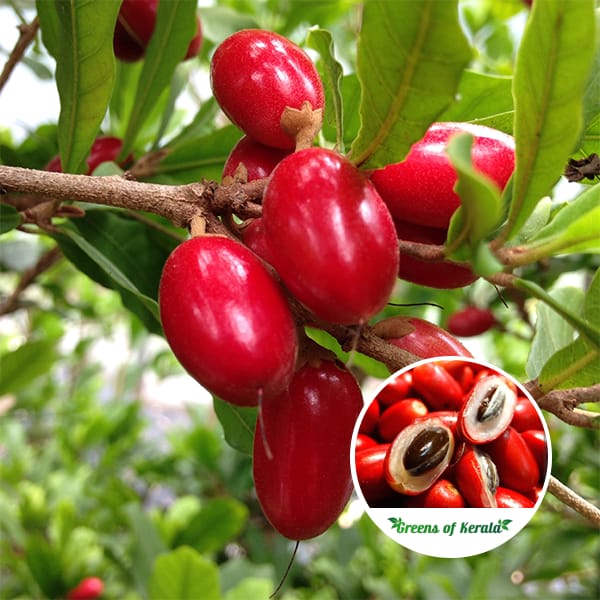 Miracle Fruit Plant (Synsepalum dulcificum) - Grafted