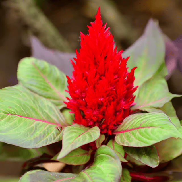 Celosia Mix Flower Seeds (Pack Of - 20 Seeds)