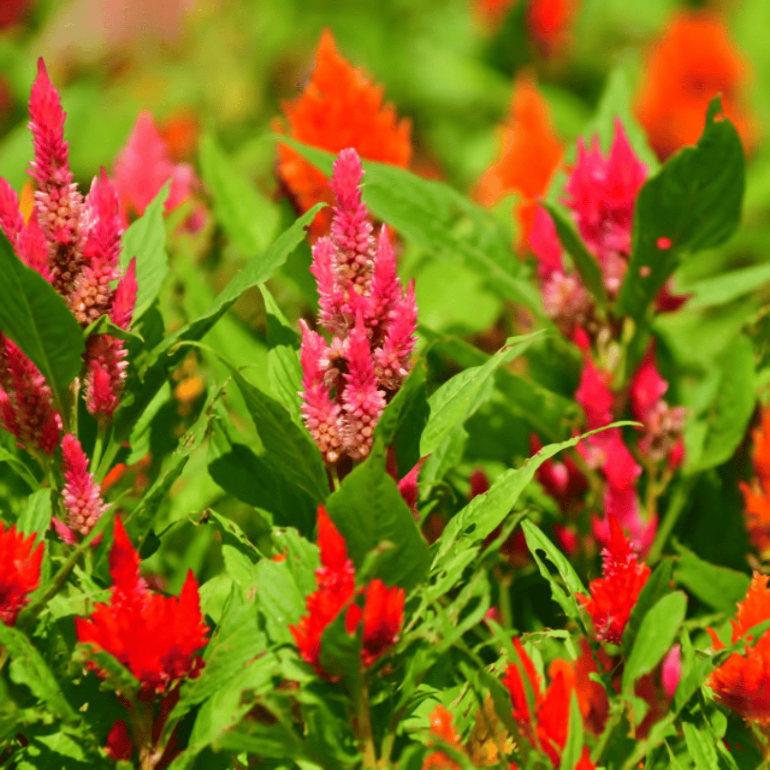 Celosia Mix Flower Seeds (Pack Of - 100 Seeds)