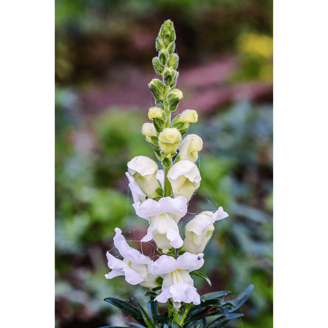 Antirrhinum / Dog Flower Seeds (Pack Of- 20)