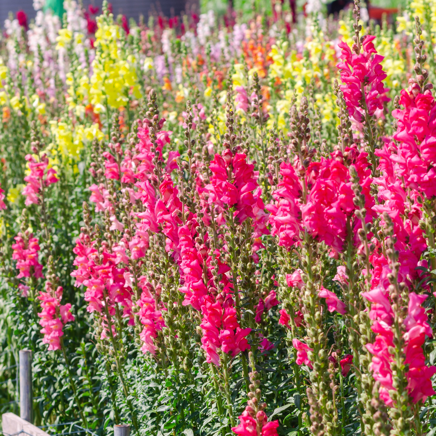 Antirrhinum / Dog Flower Seeds (Pack Of- 100 Seeds)