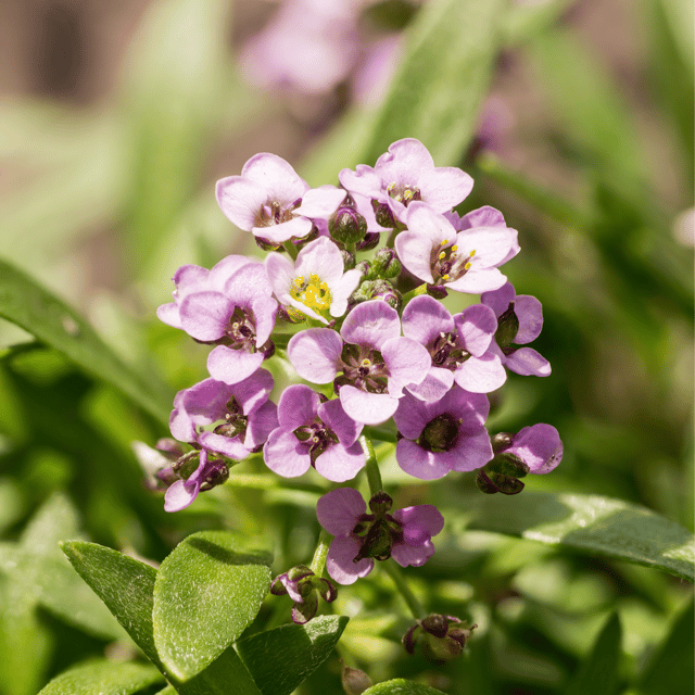 Alysum / Lobularia Maritima(Mix) Flower Seeds (Pack Of-10)