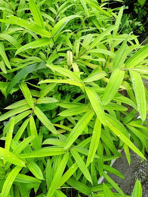 Yellow Variegated Bamboo Live Plant (Bare Rooted)