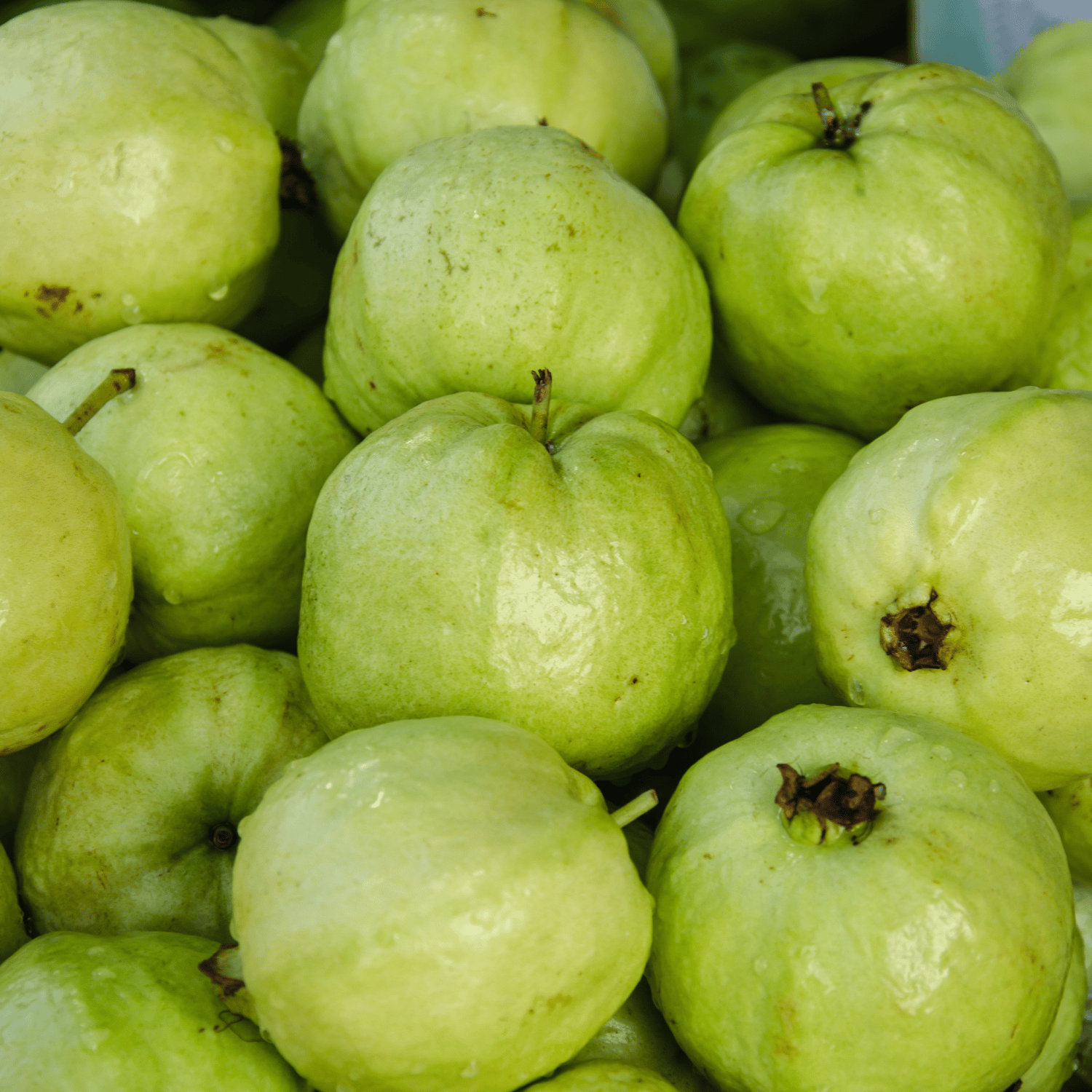 Organic Guava Fruit Seed (Pack Of - 50 Seeds)