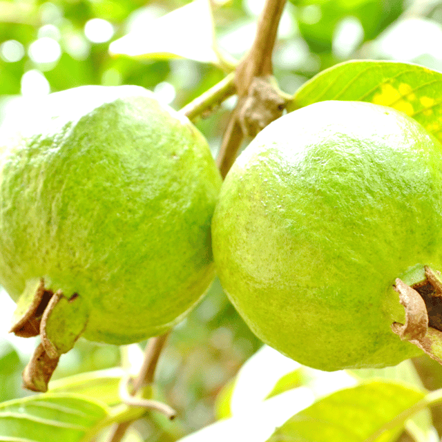 VNR Guava (Psidium guajava) Fruit Plant & Tree - Grafted