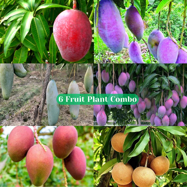 6 Fruit Plant Combo - TAIWAN RED Mango, BN7 Mango, Thailand 3 Test Mango, Red Palmer Mango,  Pusa Arunika Mango, Grafted Chiku Fruit Plant