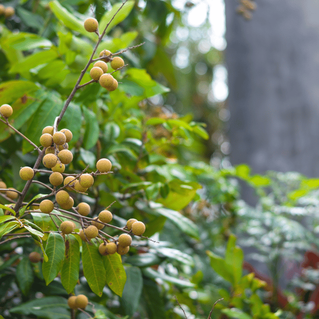 Ping Pong Longan Fruit Plant-(Grafted)