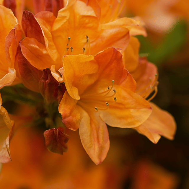 Orange Azalea Flower Plant  (Bare Rooted)