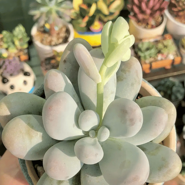 White Moon Stone Succulent Plant (Bare Rooted)