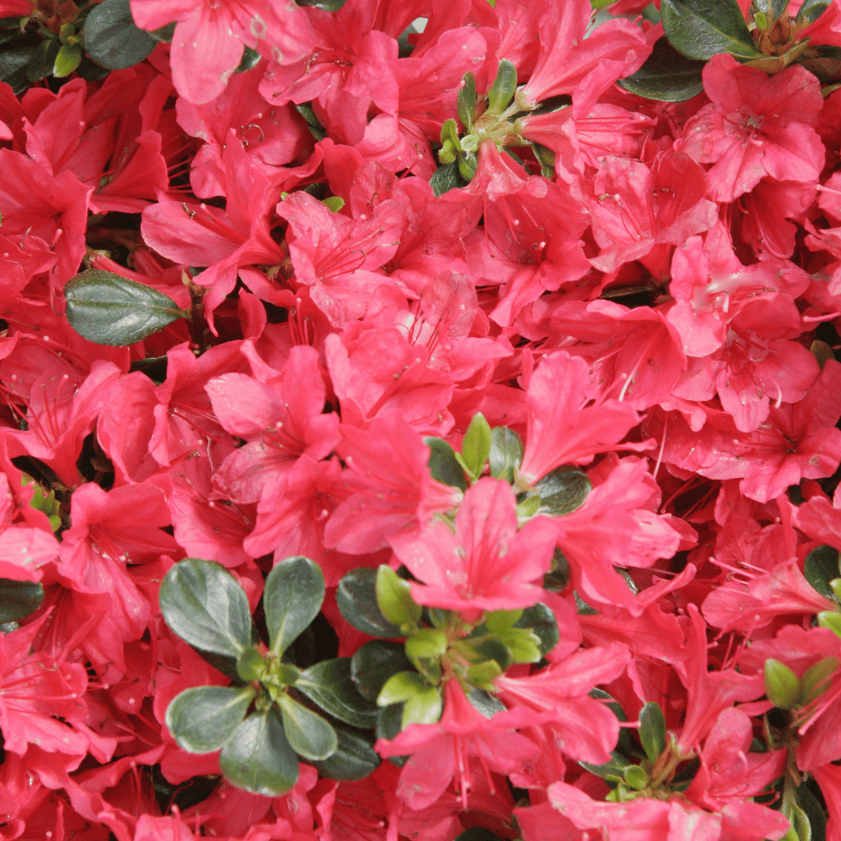 Azalea Flower(Red) Plant (Bare Rooted)