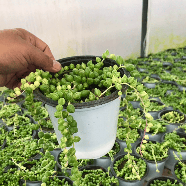 Variegated String Of Tears Succulent Plant(Bare Rooted)