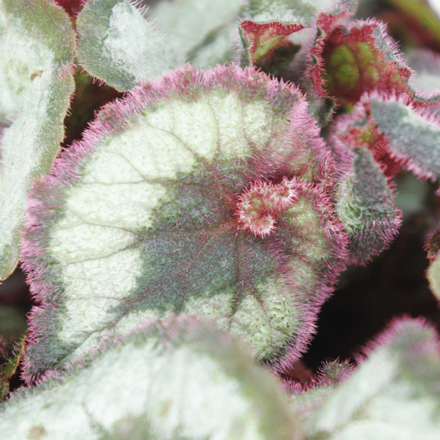 Rex Begonia Live Plant (Bare Rooted)