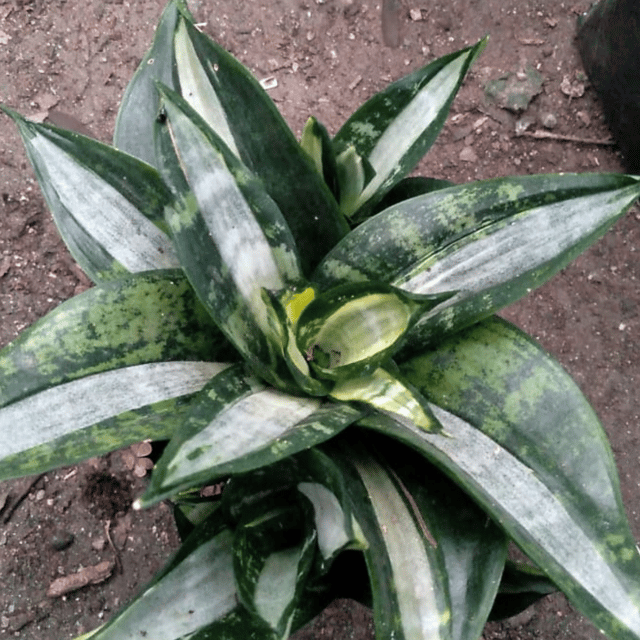 Sansevieria Hahnii Silver Streaker Indoor Plant (Bare Rooted)