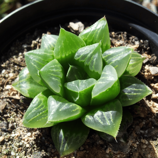 Haworthia Retusa / Star Cactus Live Succulent Plant (Bare Rooted)