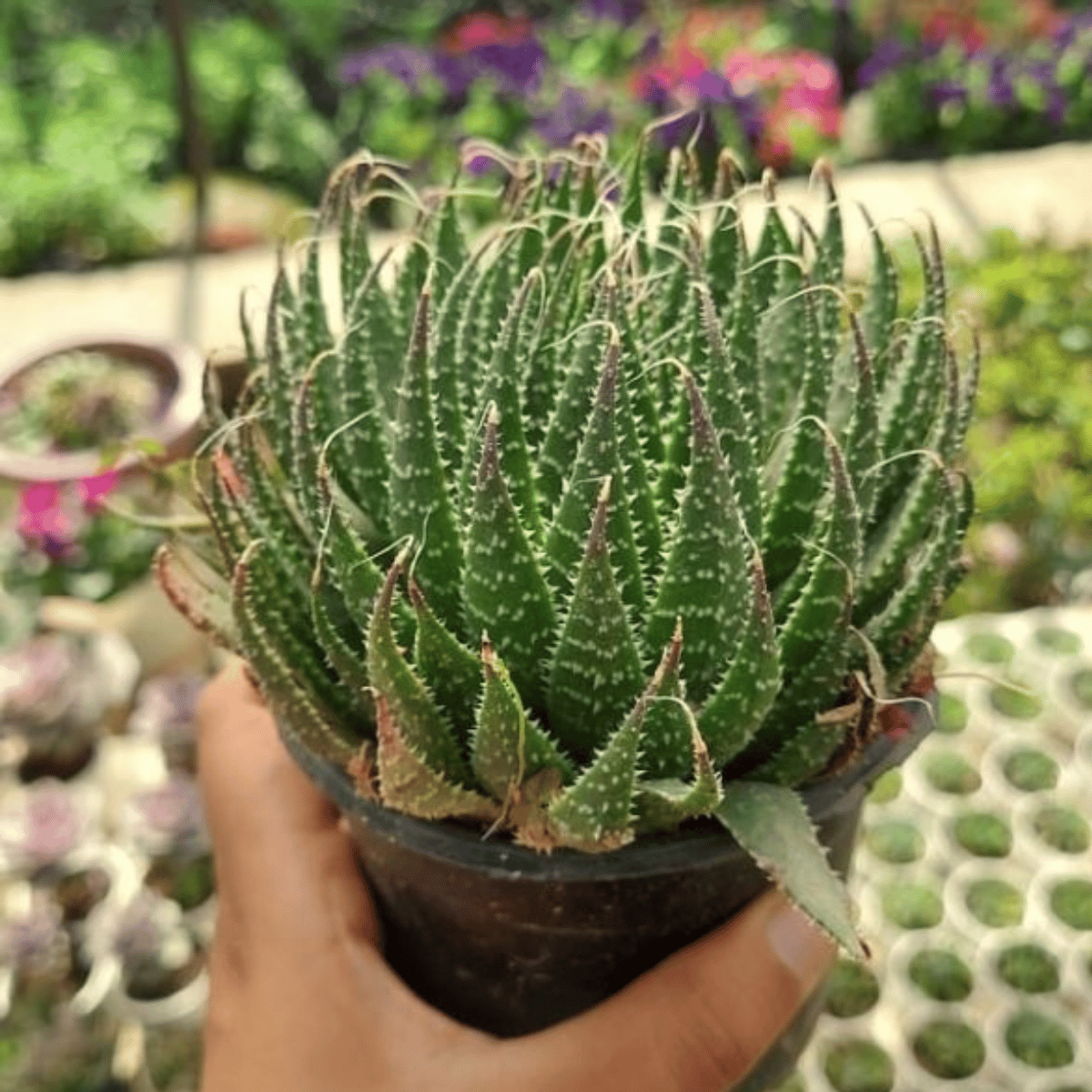 Lace Aloe (Aristaloe aristata) - (Bare Rooted)