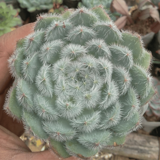 Echeveria Setosa Succulents Indoor Plant (Bare Rooted)