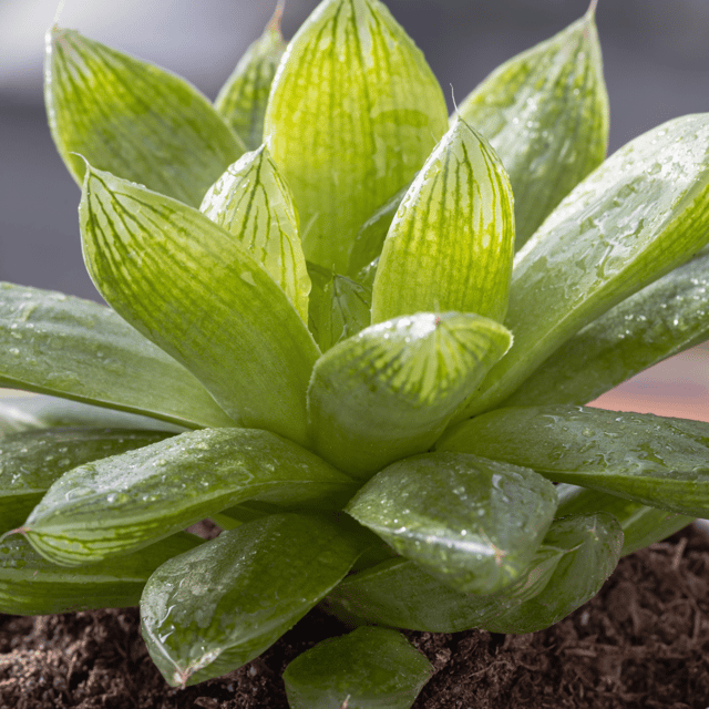 Haworthia Cymbiformis / Cathedral Window Haworthia Succulent Plant (Bare Rooted)