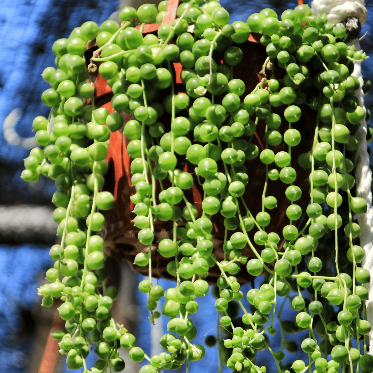 String of Pearls (Curio Rowleyanus) Succulent Plant (Bare Rooted)