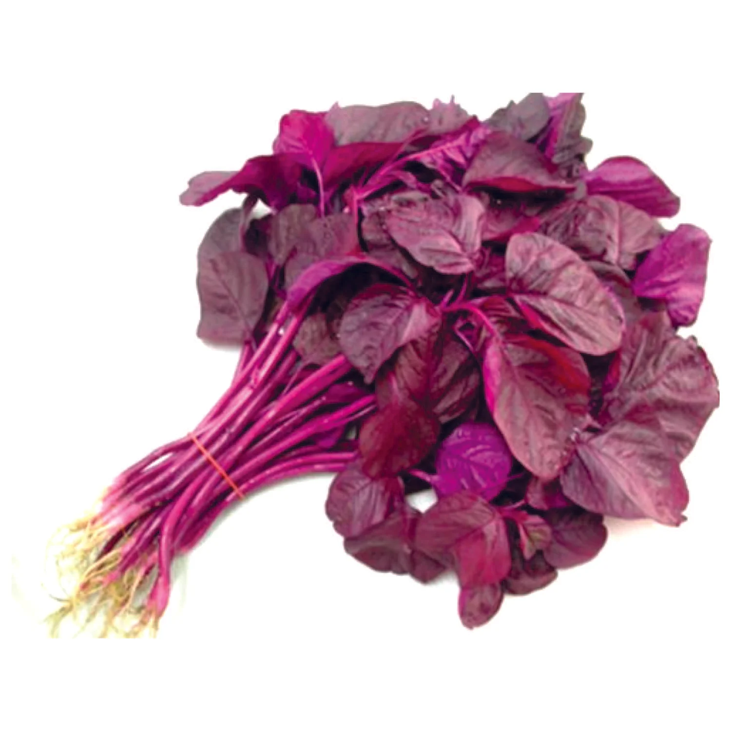 Organic Red Amaranthus  Seeds (Pack Of - 50 Seeds)