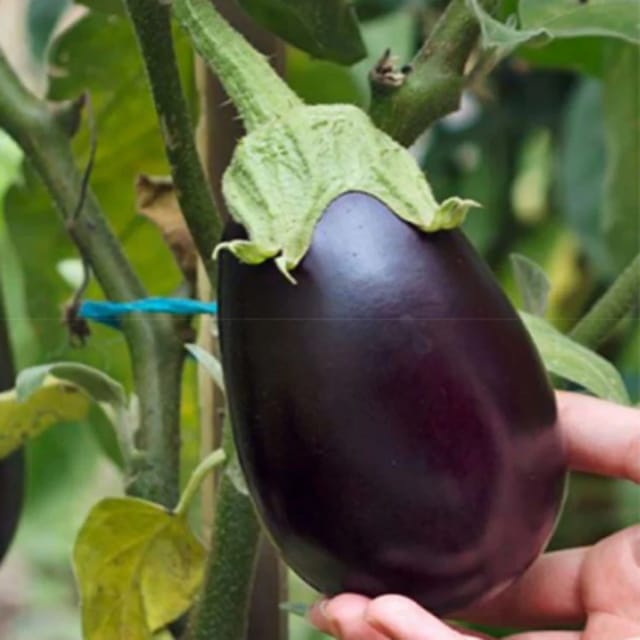 Organic Brinjal (Round) Seeds(Pack Of - 30 Seeds)