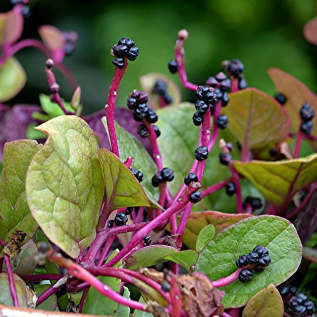 Organic Malabar Spinach Seed (Pack Of - 100 Seeds)