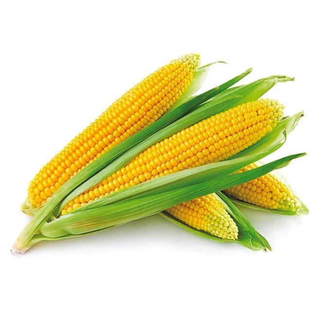 Organic Maize / Makka (Corn) Seeds (Pack Of - 06 Seeds)