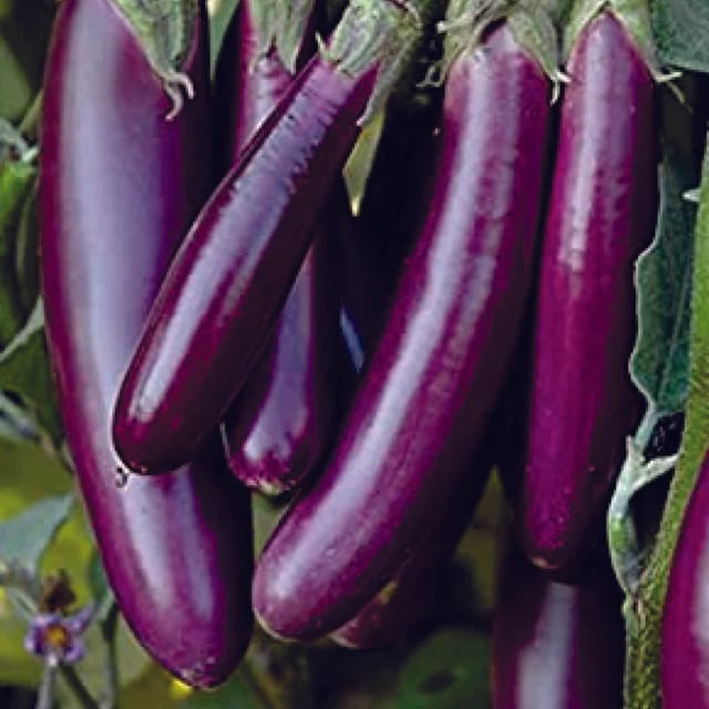 Organic Purple Long Brinjal Seeds (Pack Of - 100 Seeds)