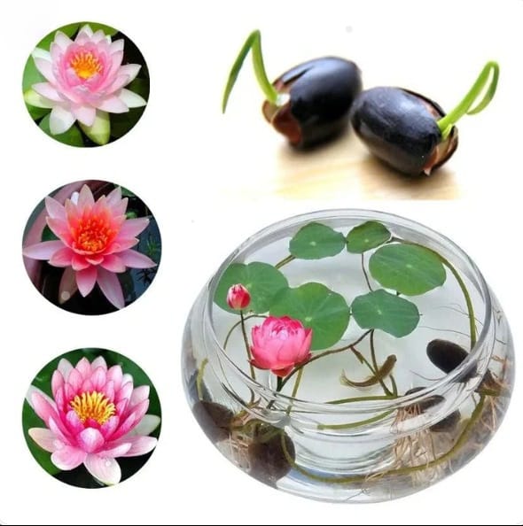 Premium Bonsai Lotus Flower Seed (Pack Of -5 Seeds)