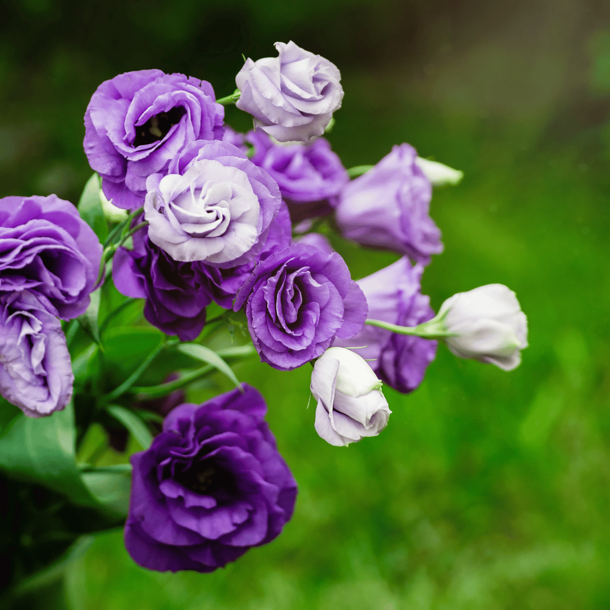 Nandini Flower Plant (Mix Colour)