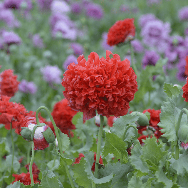 Double Poppy Flower Seed (Pack Of-20 Seeds)