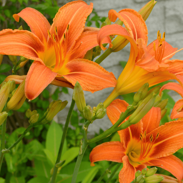 Orange Lily Flower Seed (Pack Of-100 Seeds)