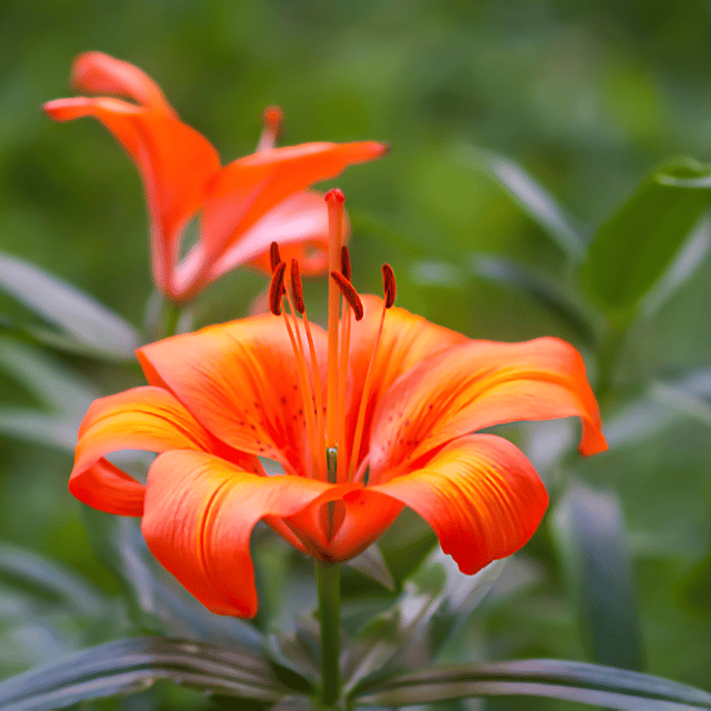 Orange Lily Flower Seed (Pack Of-20 Seeds)