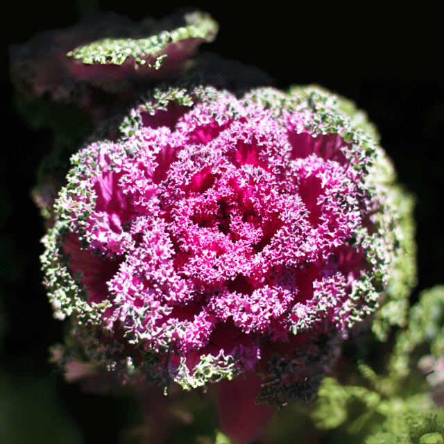 Ornamental kale Cabbage Flower Seed(Pack Of- 20 Seeds)